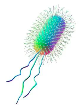 Ecoli bacterium, artwork Stock Illustration