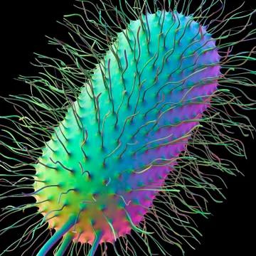 Ecoli bacterium, artwork Stock Illustration