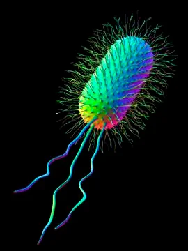 Ecoli bacterium, artwork Stock Illustration