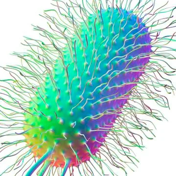 Ecoli bacterium, artwork Stock Illustration