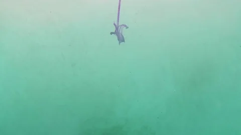 EcolineGroen Paars Stock Footage 84787628