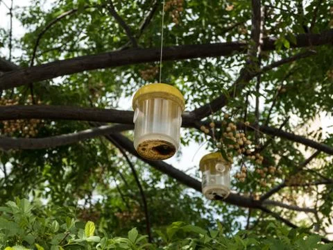 Ecologic fly and insect catcher 스톡 사진