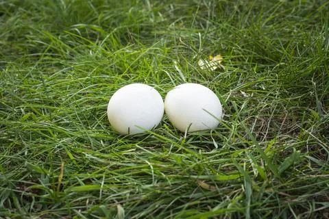 Ecologic fresh duck egg in grass with the ducks on the background. Stock Photos