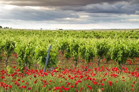Ecologic vineyard in La Mancha, Spain Stock Photos