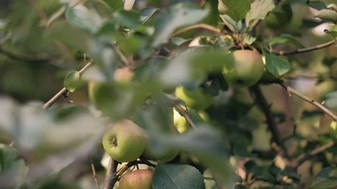Ecological apples on tree Stock Footage 92875632
