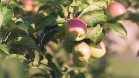 Ecological apples on tree Video stock 92875853