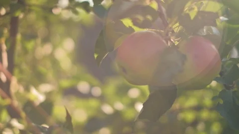 Ecological apples on tree Video stock 92876022