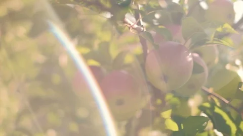 Ecological apples on tree Video stock 92876034