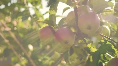 Ecological apples on tree Video stock 92876091