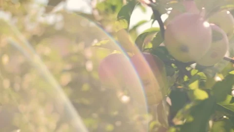 Ecological apples on tree Stock-Footage 92876101