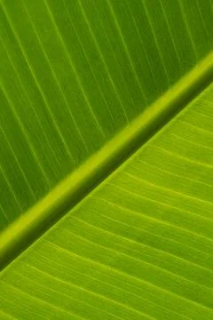 Ecological background of exotic leave. Texture of green leave of banana palm. Stock Photos