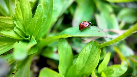 Ecological balance and natural pest control showing a ladybug walking on a Stock Footage 333786355