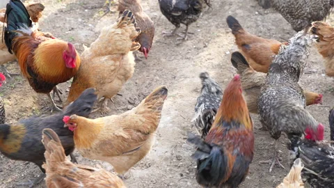Ecological breeding of free-range chickens and rural life of chicken flocks Stock Footage 239885449