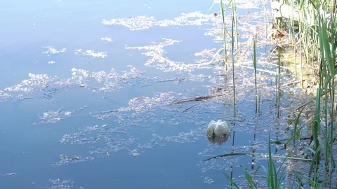 Ecological catastrophe caused by human activities. Stock Footage 89829909