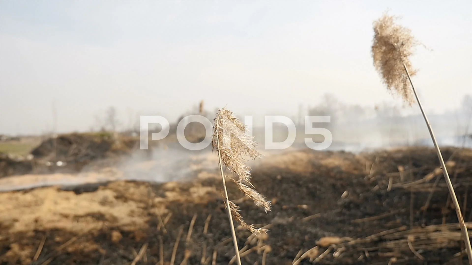 Ecological catastrophy. Burnt field. Dry grass on a background of a smoky  field
