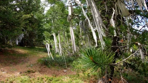 Ecological catastrophy. magic forest Stock Footage 115358791