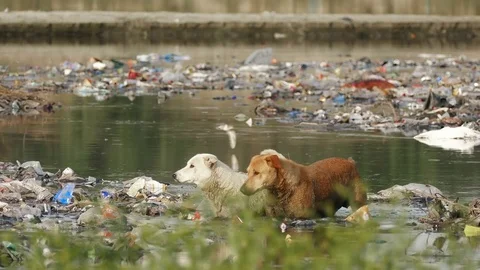 Ecological Concept Agra India Pollution 4k Stock Footage 77202627