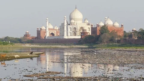 Ecological Concept Agra India Pollution Dogs 4k Video stock 81197964