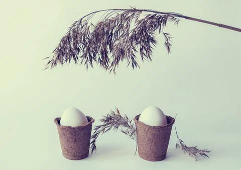 Ecological concept with Easter white eggs with text space with pampas grass. Stock Photos