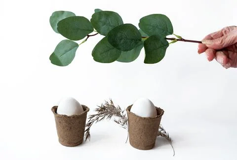 Ecological concept with Easter white eggs with an olive branch Stock Photos
