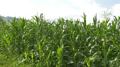 Ecological Cornfield View Stock Footage 52212757