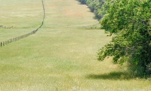 Ecological corridor between forest and ryegrass grass plantation in southern  Stock Photos