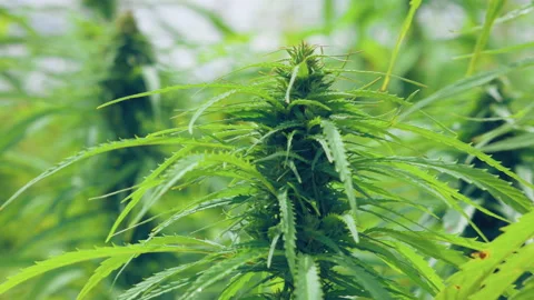 Ecological Cosmetics Concept. Green leaf of Hemp, CBD for medical Stock Footage 145565442