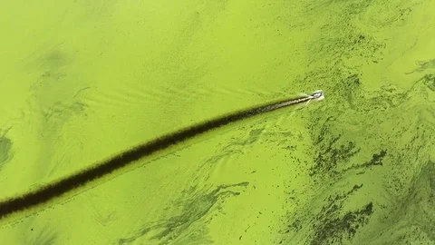 The ecological disaster in Amazon River in South Africa. Drone view on the Stock Footage 82580450