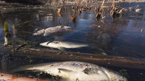 Ecological disaster on the dead fish lake Vidéo 106540559