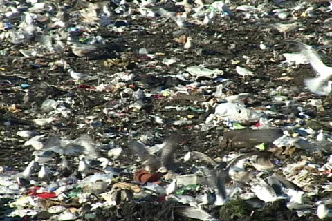 Ecological Disaster Vidéo 829474