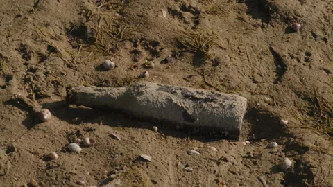 Ecological disaster, an old beer bottle thrown by a wave on the sandy bank of Stock Footage 202536126