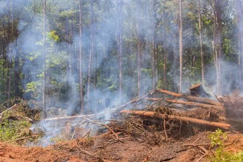 An ecological disaster resulted from a forest fire that burned down trees Stock Photos