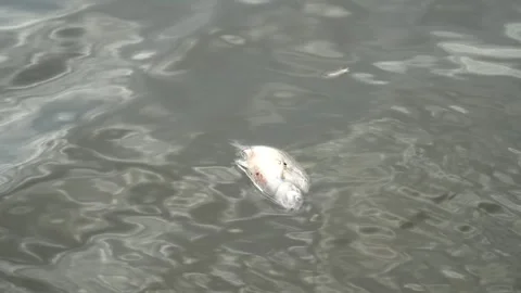 Ecological disaster. river pollution, mass death of fish Stock Footage 284169398