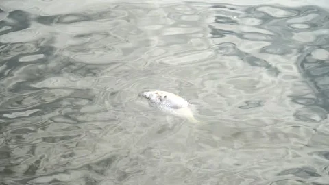 Ecological disaster. river pollution, mass death of fish Stock Footage 284169399