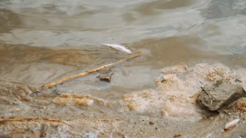 Ecological disaster. river pollution, mass death of fish Stock Footage 284169400
