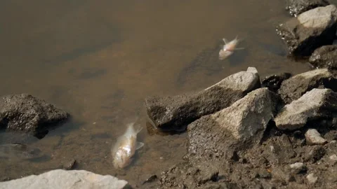 Ecological disaster. river pollution, mass death of fish Stock Footage 284169468