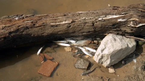 Ecological disaster. river pollution, mass death of fish Stock Footage 284169476
