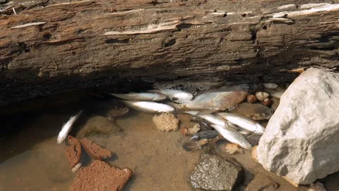 Ecological disaster. river pollution, mass death of fish Stock Footage 284169479