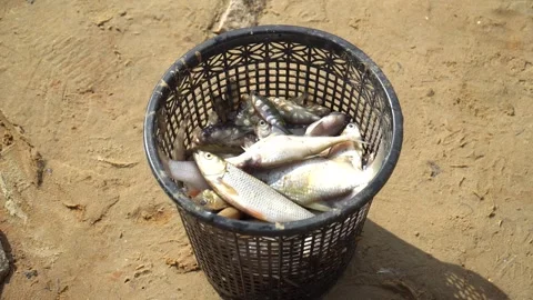 Ecological disaster. river pollution, mass death of fish Stock Footage 284169481