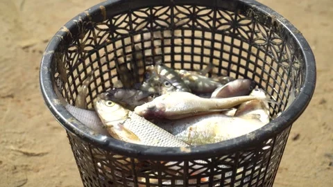 Ecological disaster. river pollution, mass death of fish Stock Footage 284169490