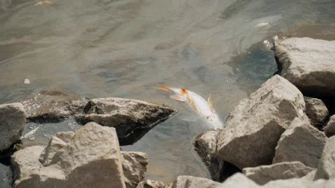 Ecological disaster. river pollution, mass death of fish Stock Footage 284169499