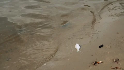 Ecological disaster. river pollution, mass death of fish Stock Footage 284169617