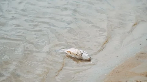 Ecological disaster. river pollution, mass death of fish Stock Footage 284169620