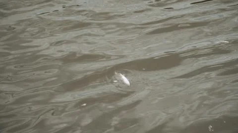 Ecological disaster. river pollution, mass death of fish Stock Footage 284169719