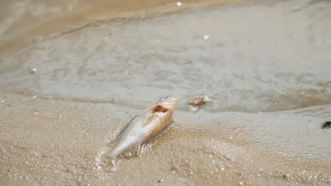 Ecological disaster. river pollution, mass death of fish Stock Footage 284169720