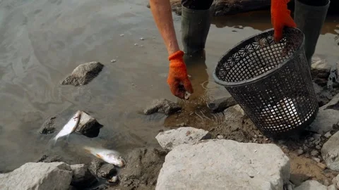 Ecological disaster. river pollution, mass death of fish Stock Footage 284169740