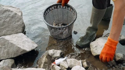 Ecological disaster. river pollution, mass death of fish Stock Footage 284169745
