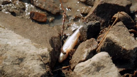 Ecological disaster. river pollution, mass death of fish Stock Footage 284169941