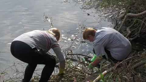 Ecological disaster. river pollution, mass death of fish Stock Footage 295074425