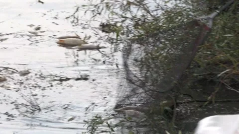 Ecological disaster. river pollution, mass death of fish Stock Footage 295074569